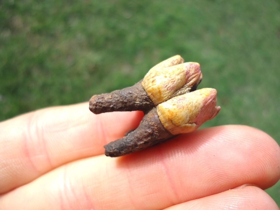 Large image 3 Colorful Rooted Manatee Molar