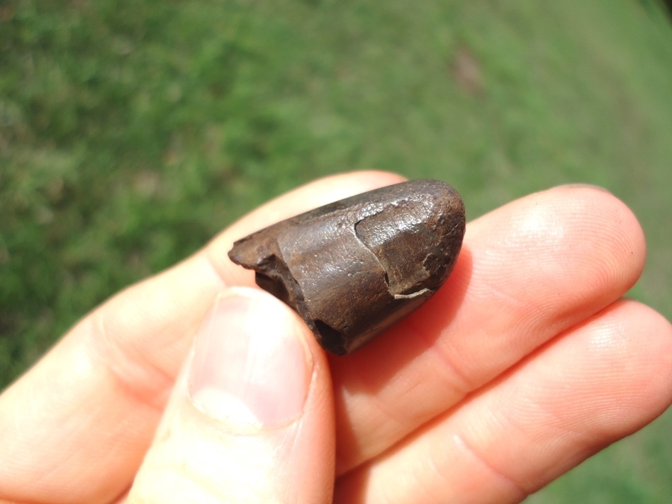 Large image 2 Juvenile Mastodon Tusk Tip