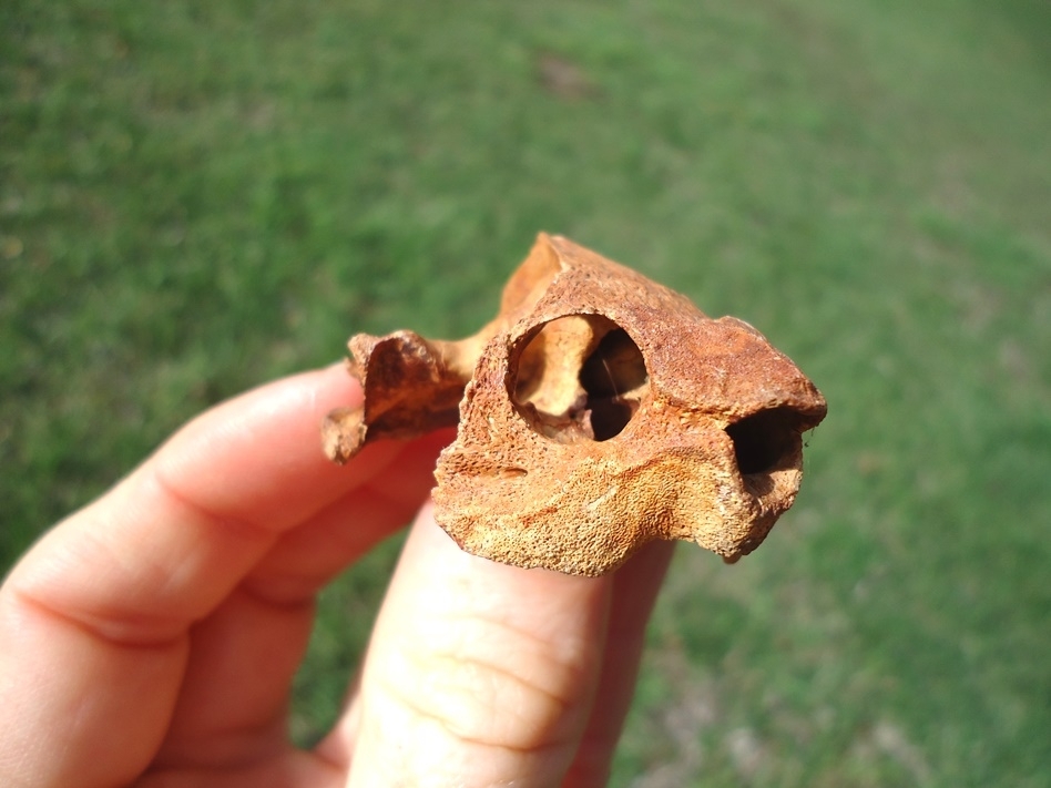 Large image 1 Beyond Rare Musk Turtle Skull