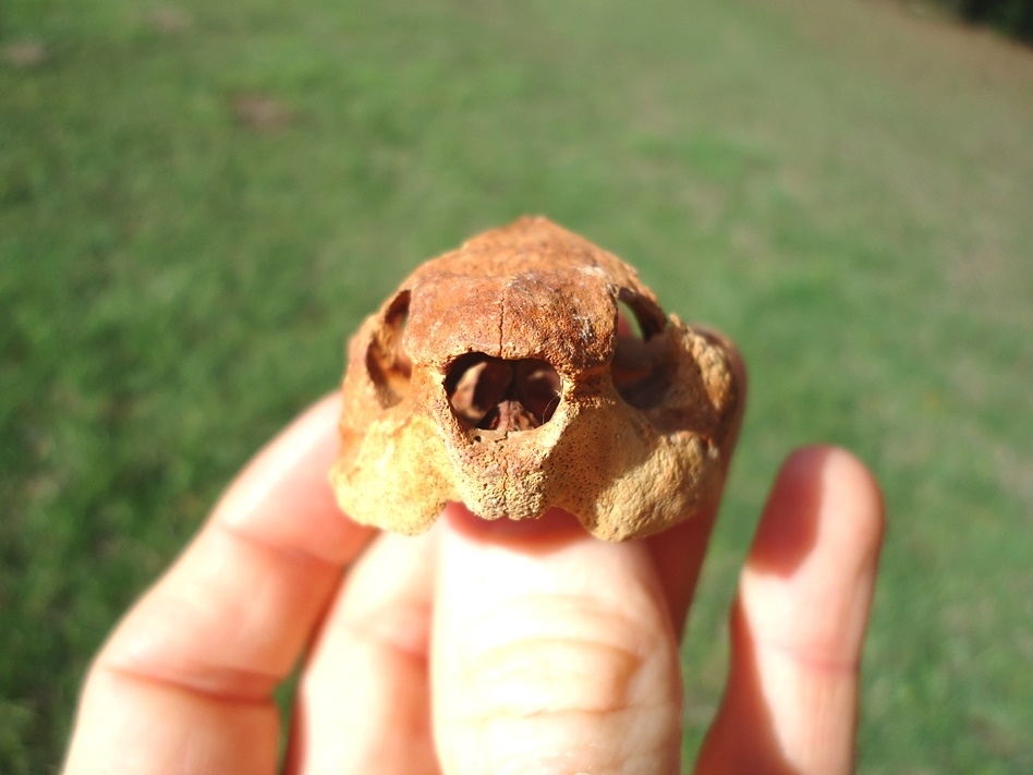 Large image 2 Beyond Rare Musk Turtle Skull