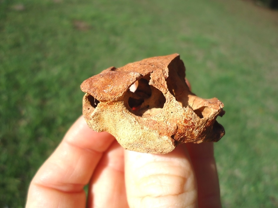 Large image 3 Beyond Rare Musk Turtle Skull