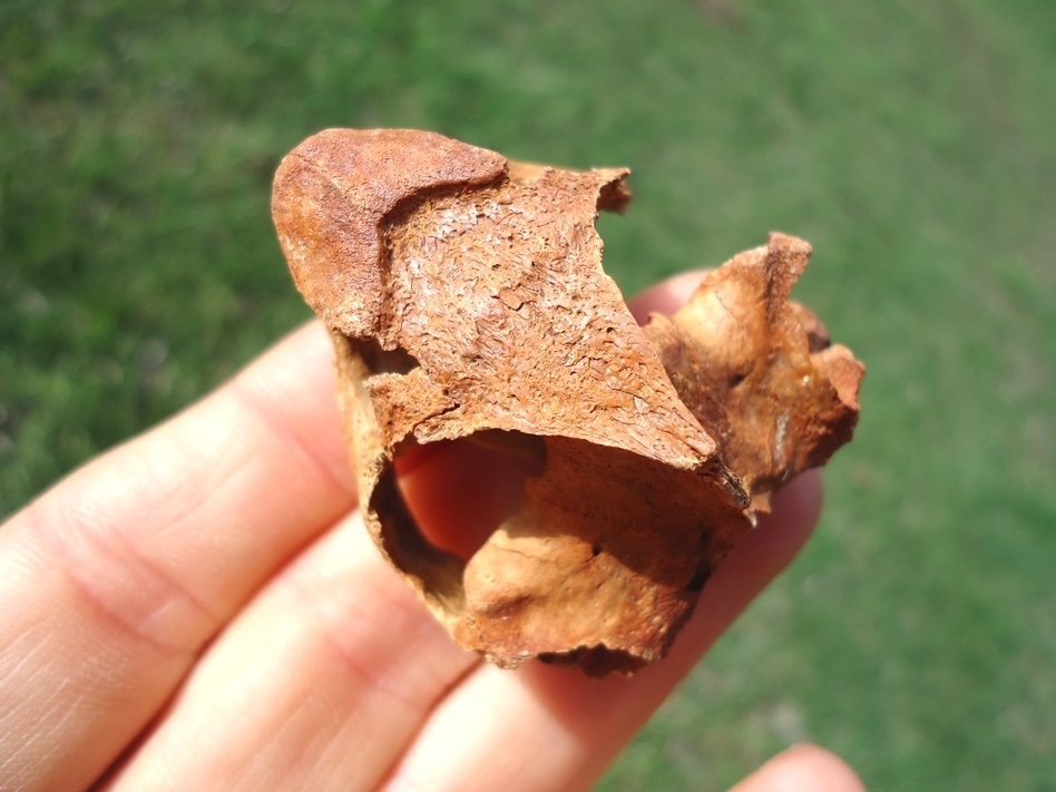 Large image 4 Beyond Rare Musk Turtle Skull