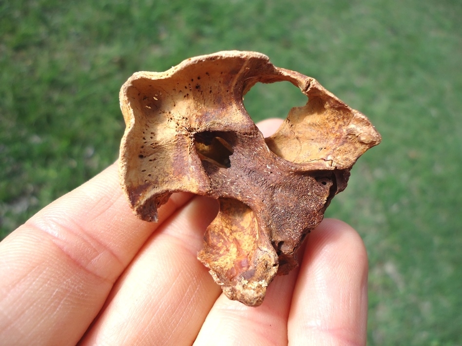 Large image 5 Beyond Rare Musk Turtle Skull