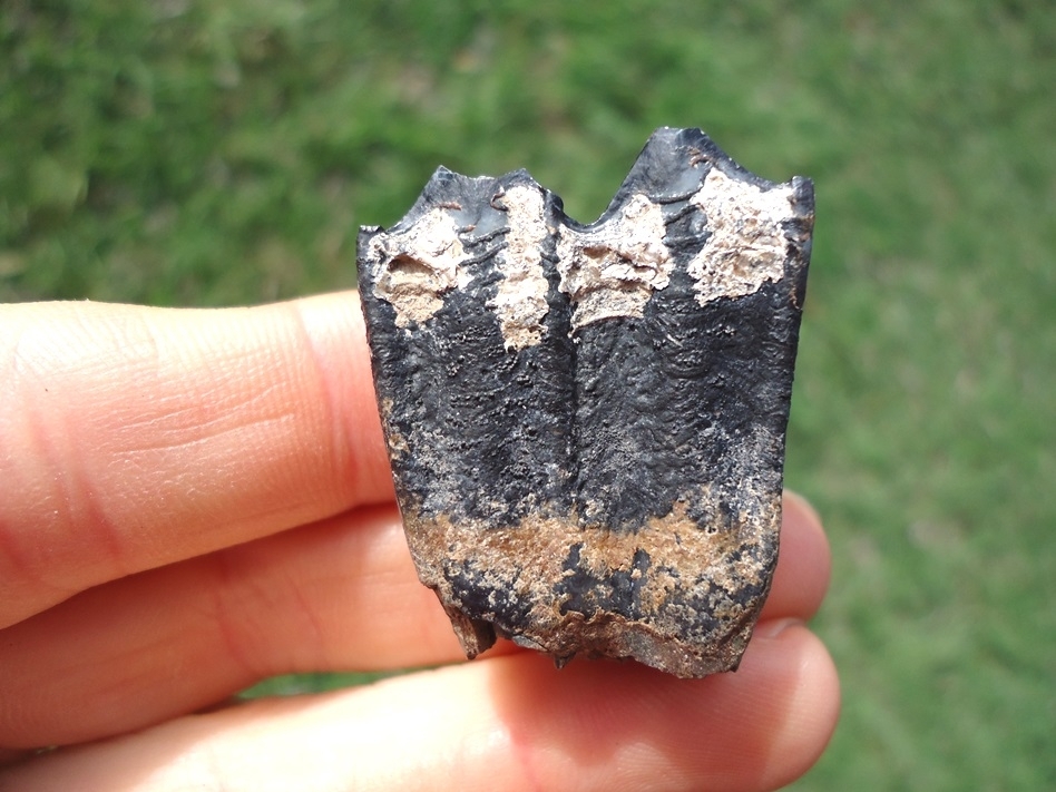 Large image 1 Llama Molar from Leisey Shell Pit