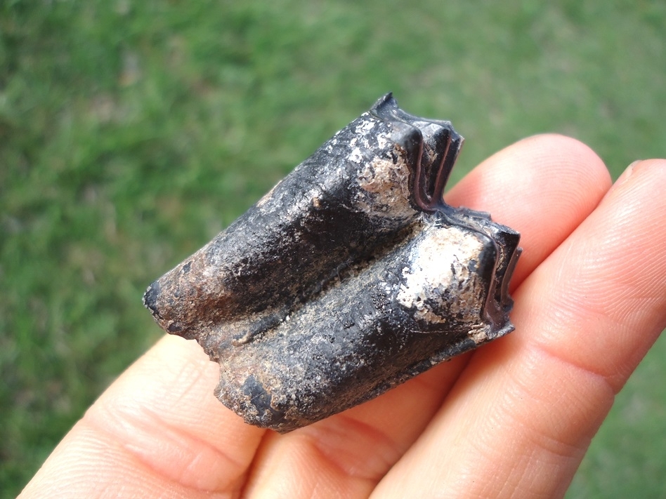 Large image 3 Llama Molar from Leisey Shell Pit