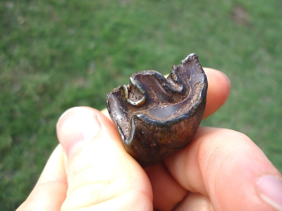 Large image 2 Uncommon Colorful Bison Premolar