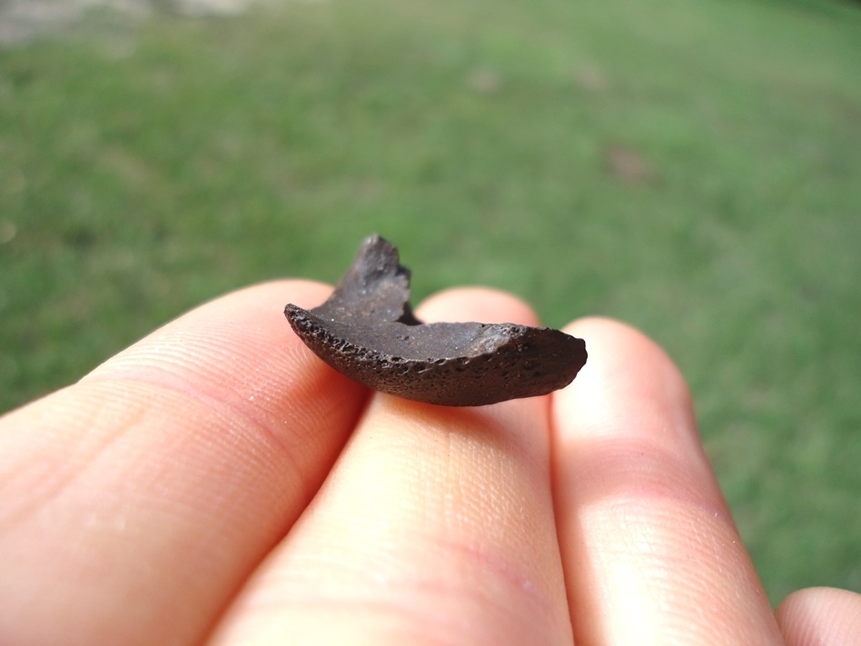 Large image 1 Nice Musk Turtle Mandible