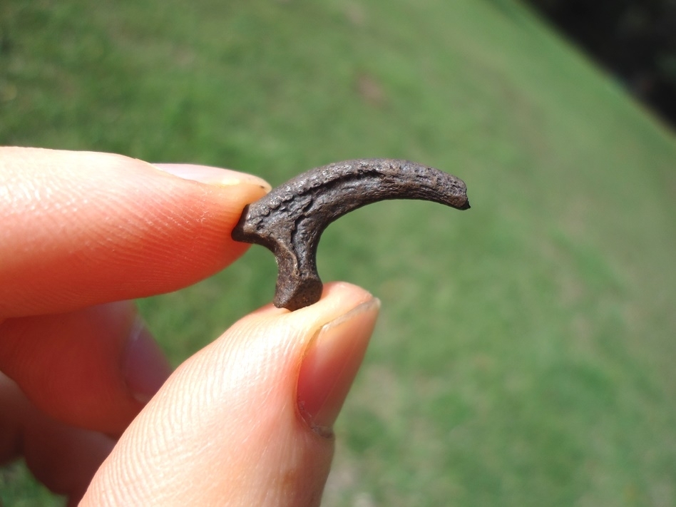 Large image 2 Rare Osprey Claw Core