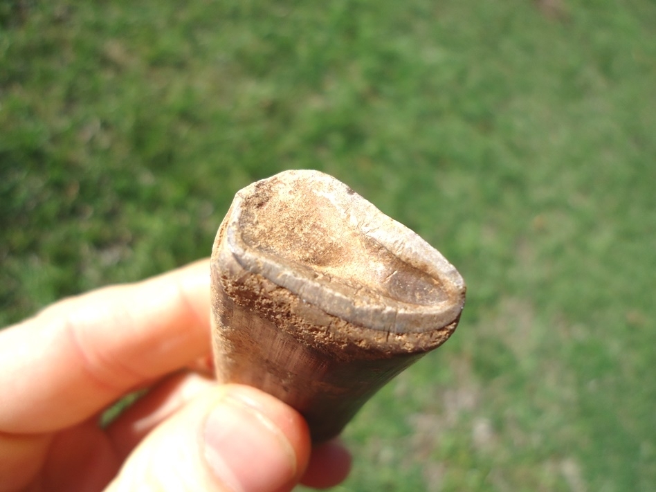 Large image 2 Top Quality Megalonyx Sloth Tooth