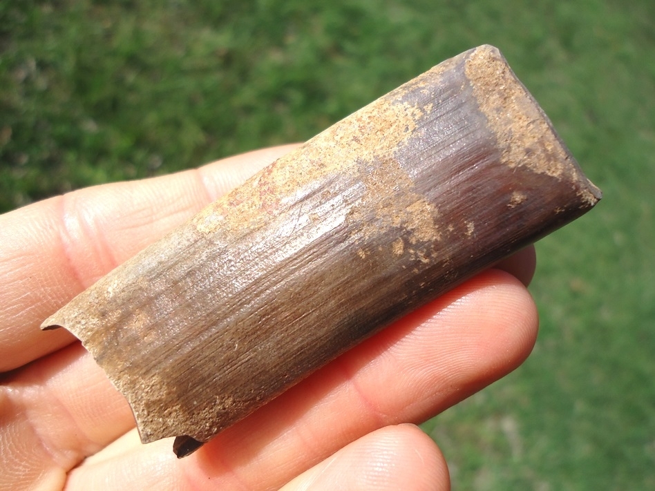 Large image 3 Top Quality Megalonyx Sloth Tooth