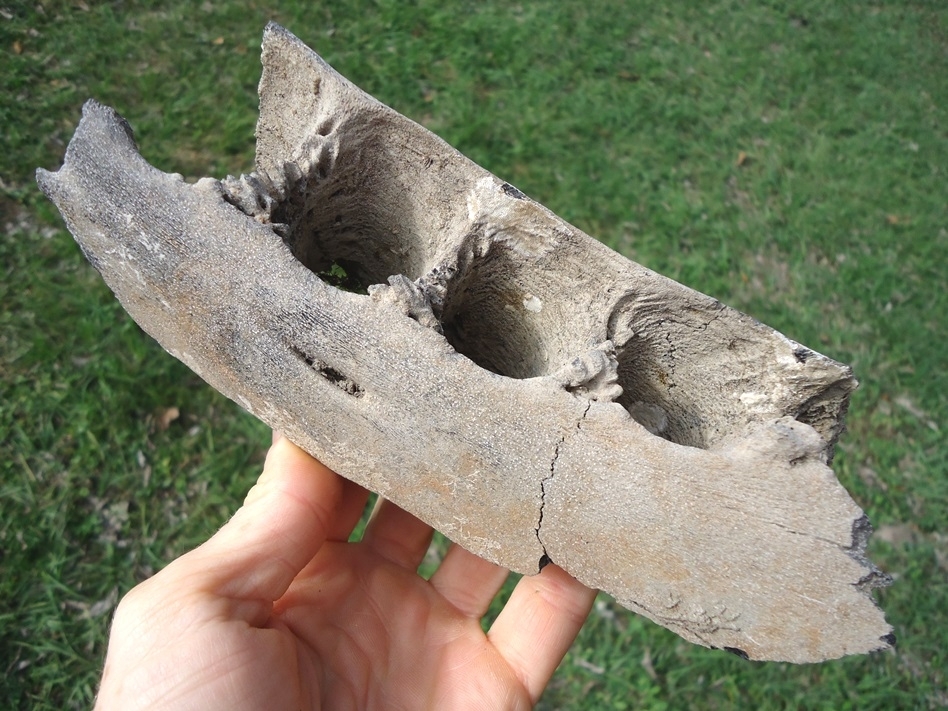 Large image 3 Very Rare Sperm Whale Mandible