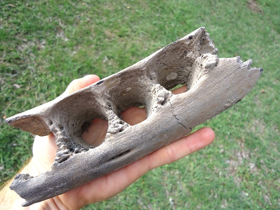 Large image 4 Very Rare Sperm Whale Mandible