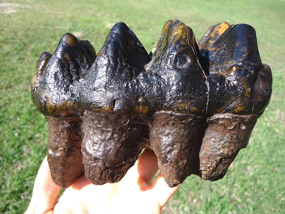 Large image 9 Insane Ultra Colorful Five Hump Mastodon Tooth