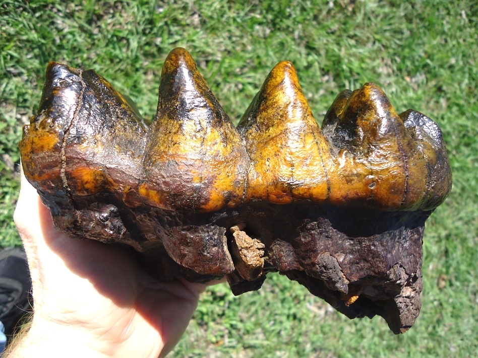 Large image 1 Insane Ultra Colorful Five Hump Mastodon Tooth