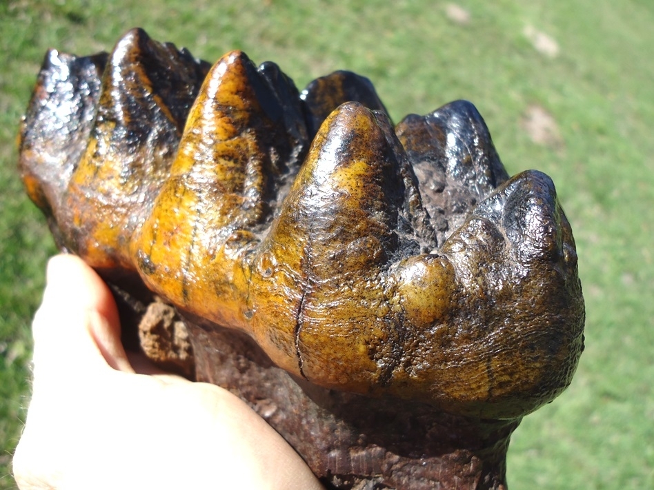 Large image 8 Insane Ultra Colorful Five Hump Mastodon Tooth