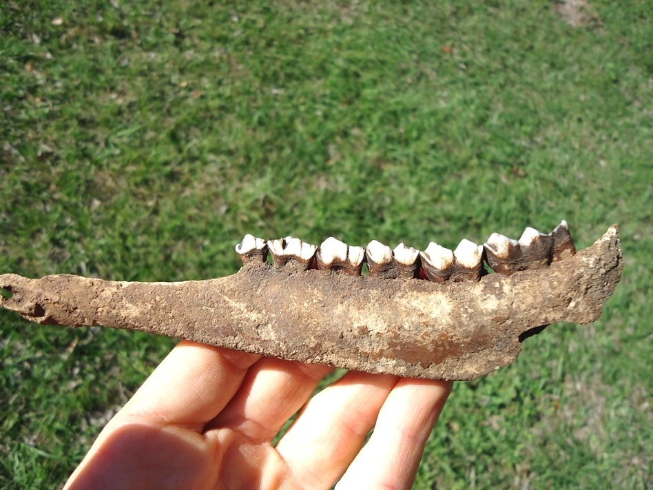 Large image 1 Excellent Deer Mandible with Six Teeth Intact