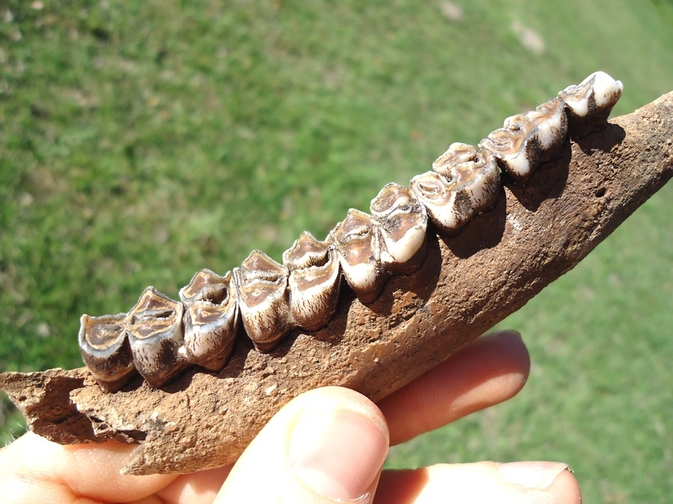 Large image 2 Excellent Deer Mandible with Six Teeth Intact