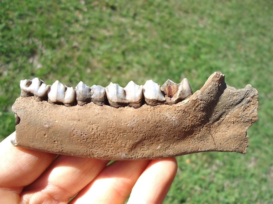 Large image 1 Choice Deer Mandible with Five Teeth