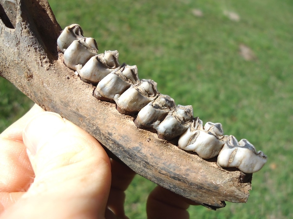 Large image 3 Choice Deer Mandible with Five Teeth