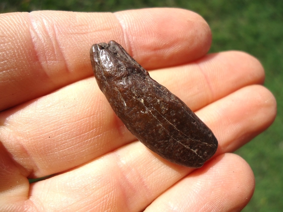 Large image 3 Beyond Rare Saber Cat Incisor