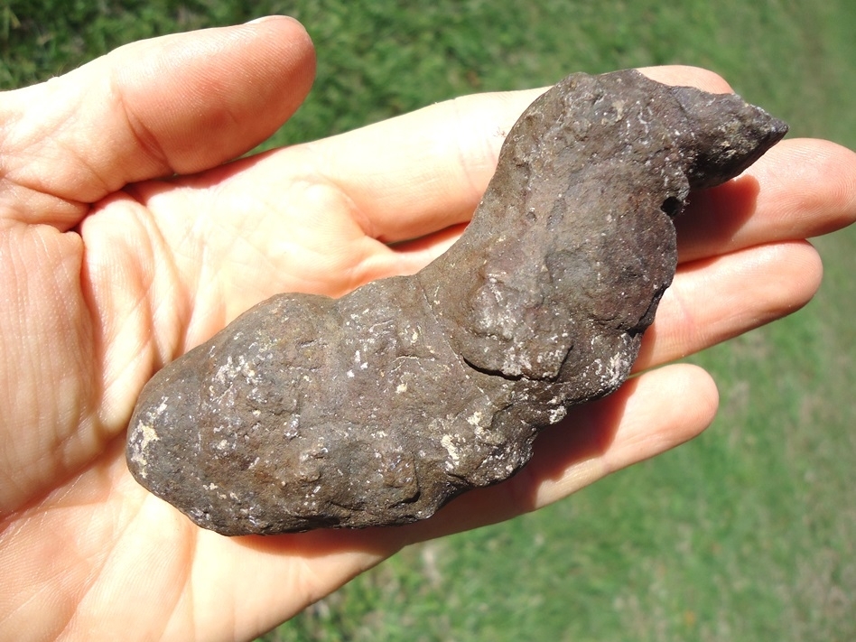 Large image 2 Large Detailed Coprolite