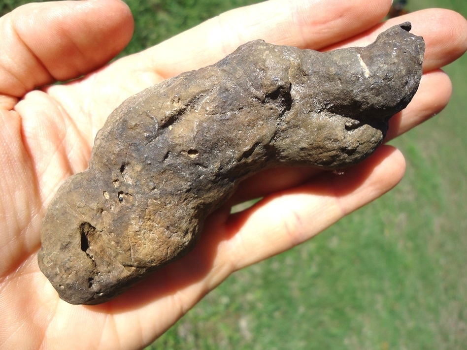 Large image 3 Large Detailed Coprolite