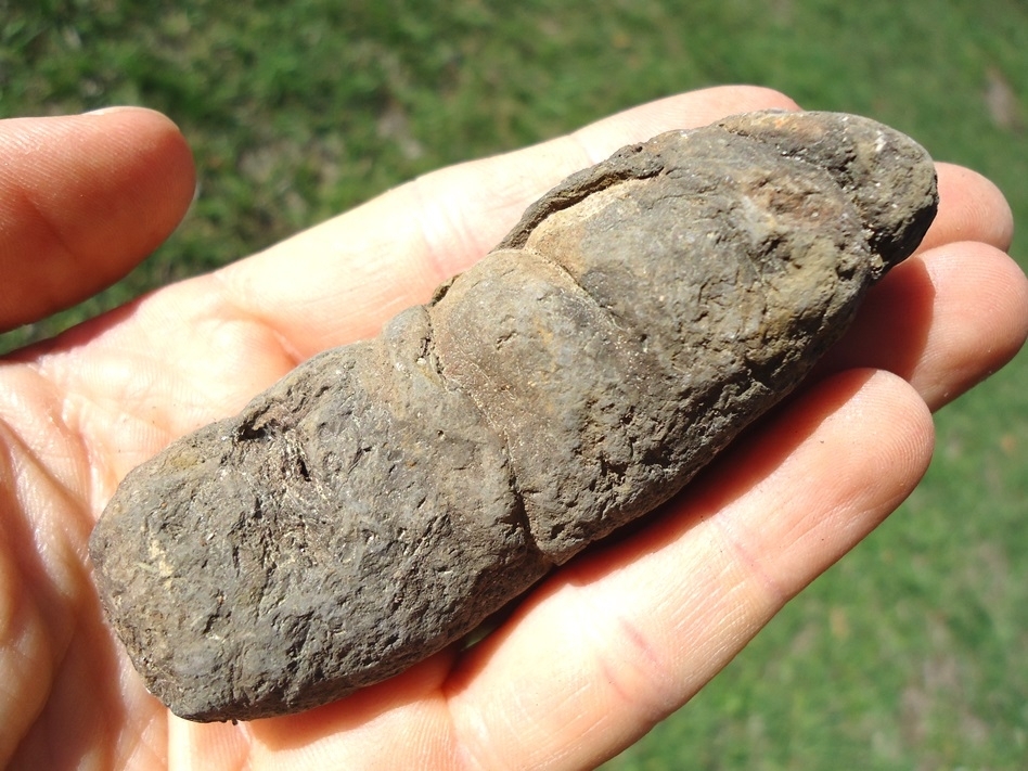 Large image 3 Excellent Coprolite