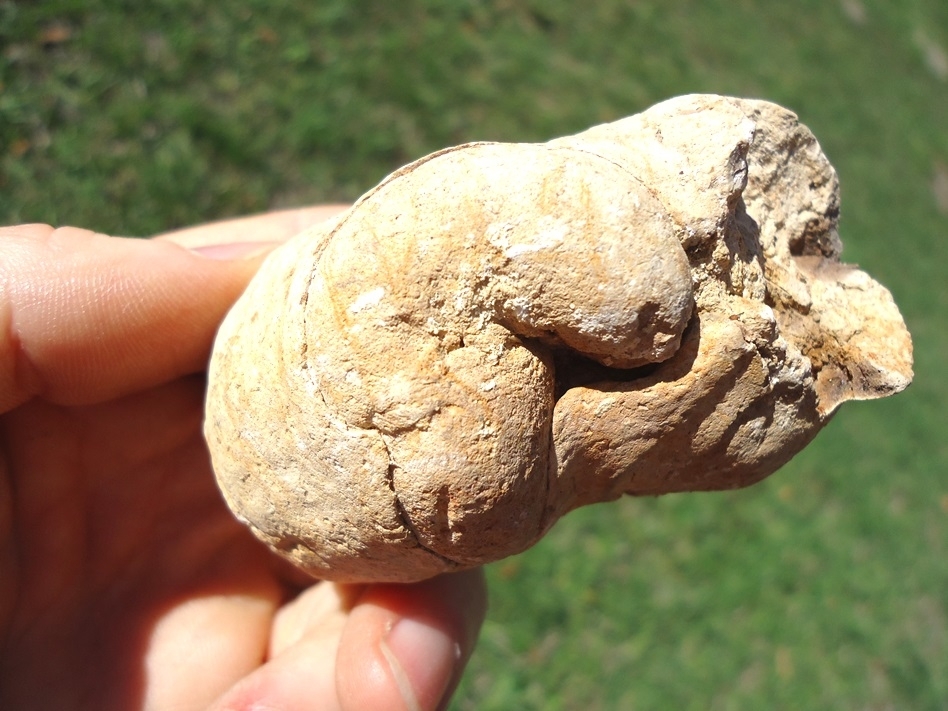 Large image 3 Super Fat Coprolite