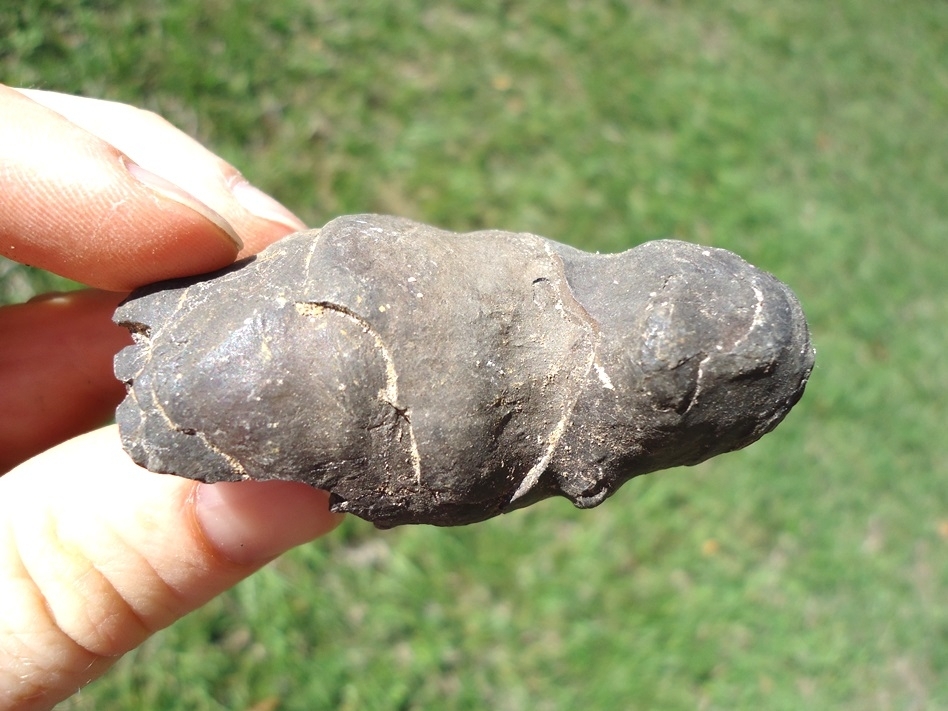 Large image 3 Super Detailed Coprolite