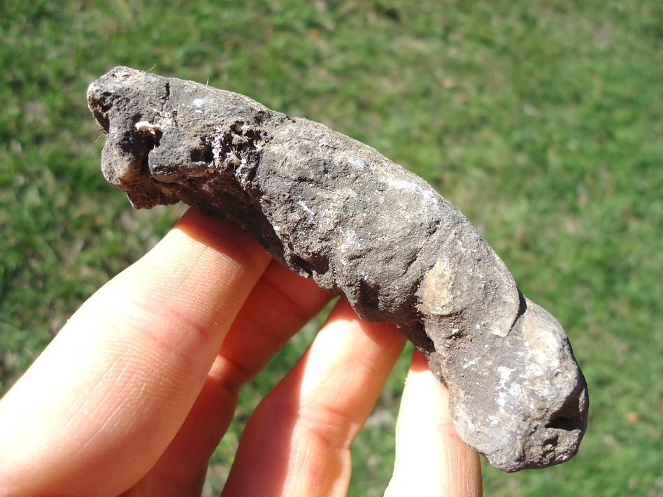 Large image 1 Long, Skinny Coprolite