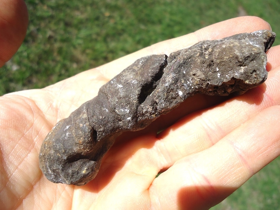 Large image 3 Long, Skinny Coprolite