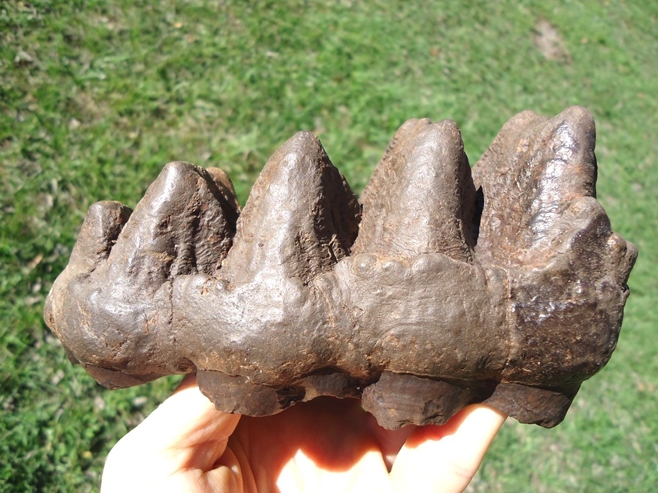 Large image 1 Top Quality Five Hump Mastodon Tooth