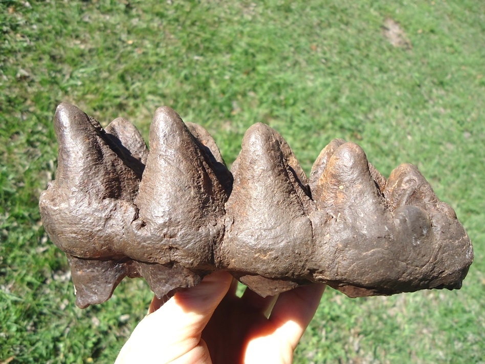 Large image 2 Top Quality Five Hump Mastodon Tooth