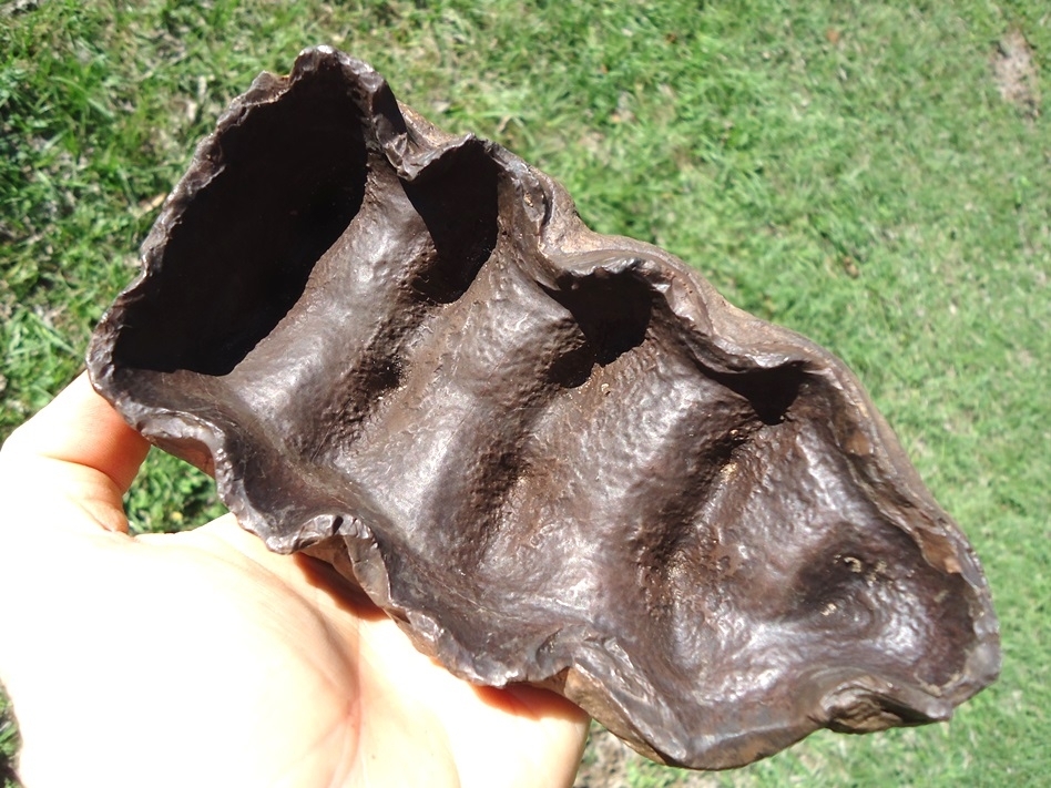 Large image 4 Top Quality Five Hump Mastodon Tooth