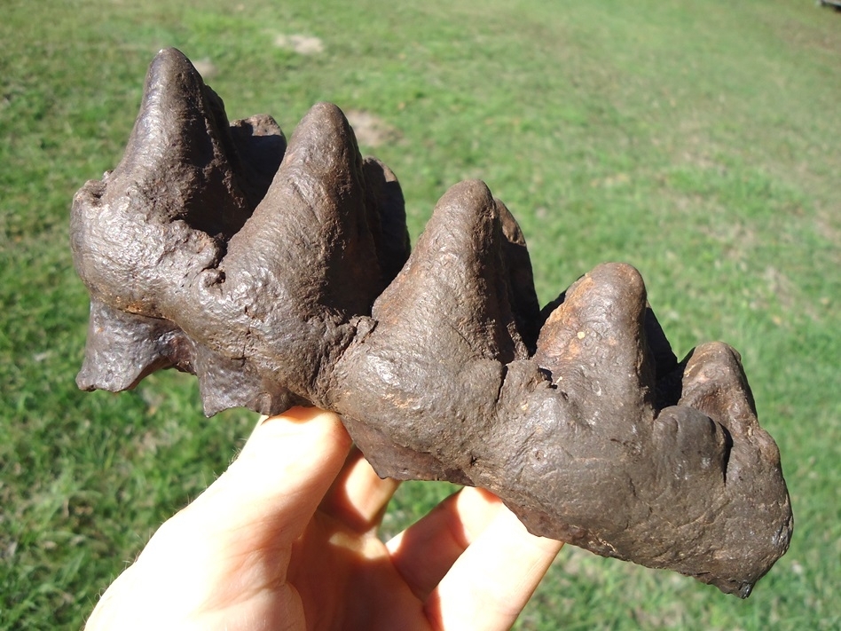 Large image 5 Top Quality Five Hump Mastodon Tooth