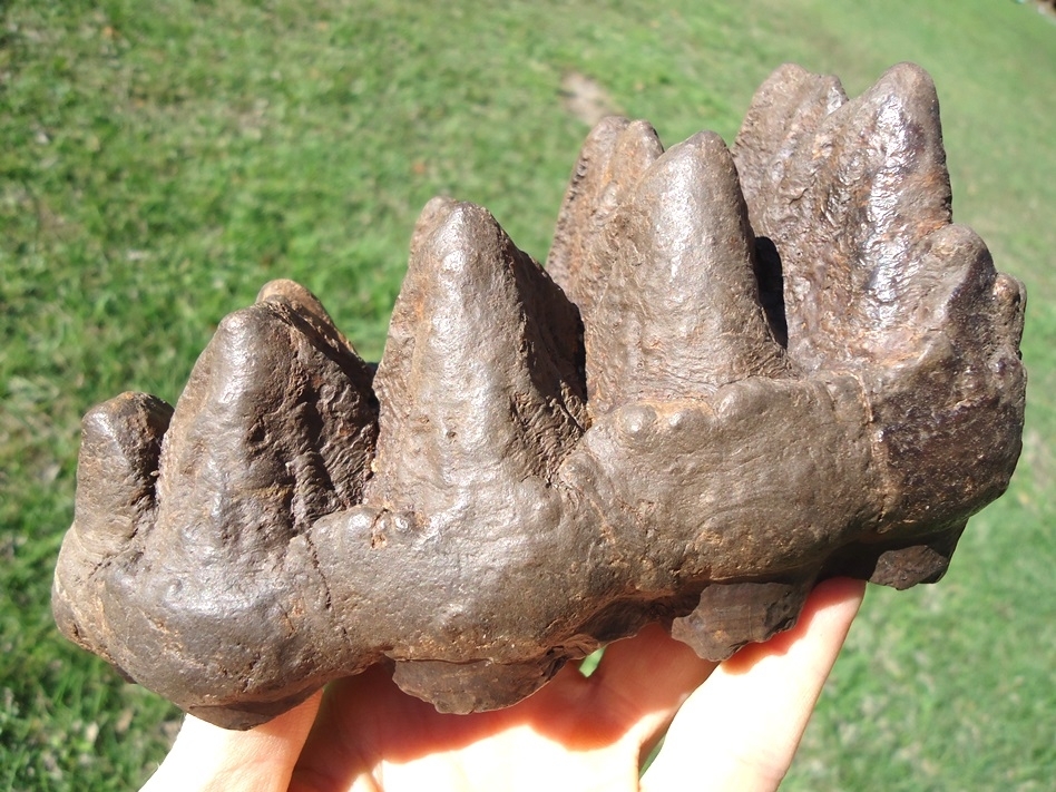 Large image 6 Top Quality Five Hump Mastodon Tooth