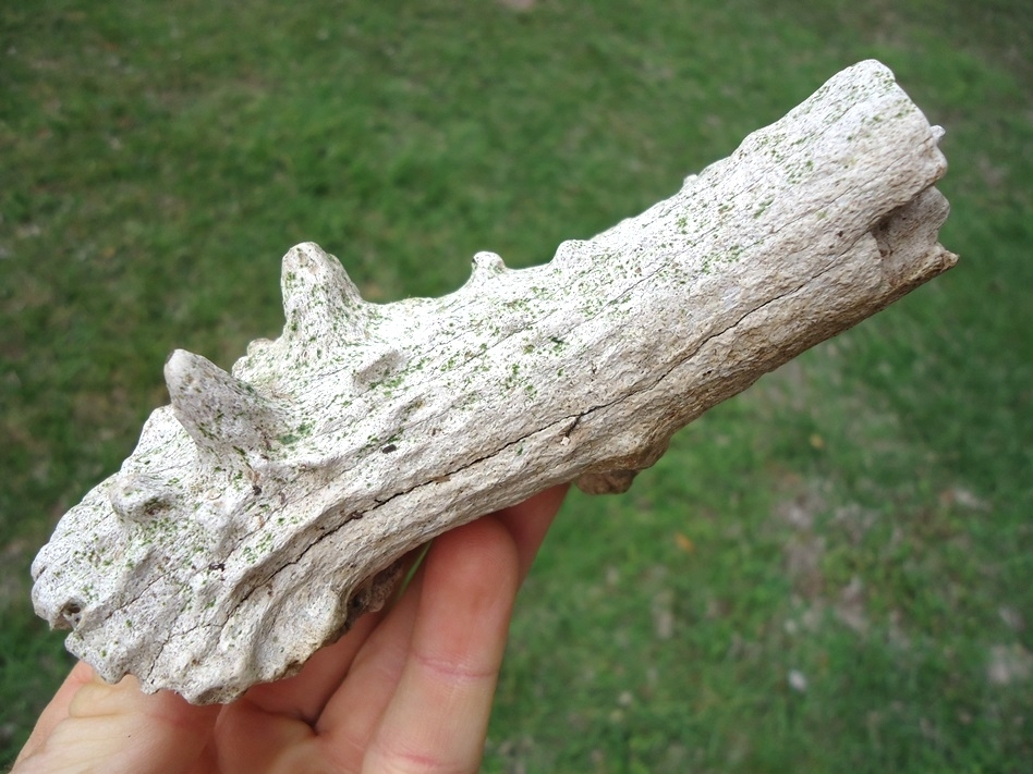 Large image 1 Super Detailed Deer Antler Base