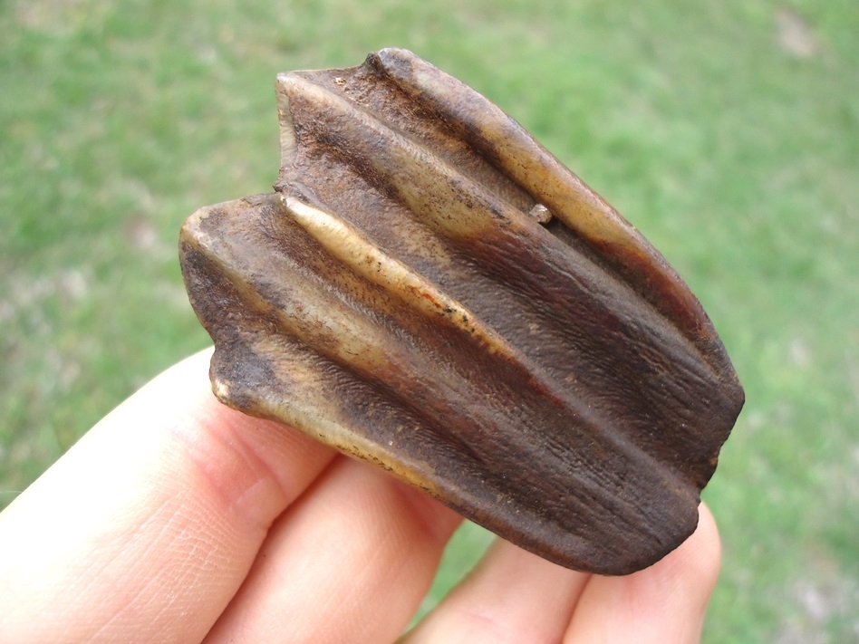 Large image 1 Choice Example Bison Molar