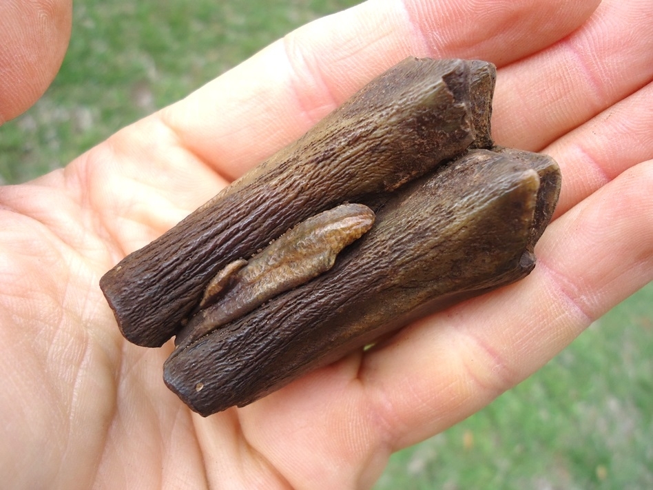 Large image 2 Choice Example Bison Molar