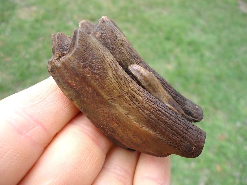 Large image 3 Choice Example Bison Molar
