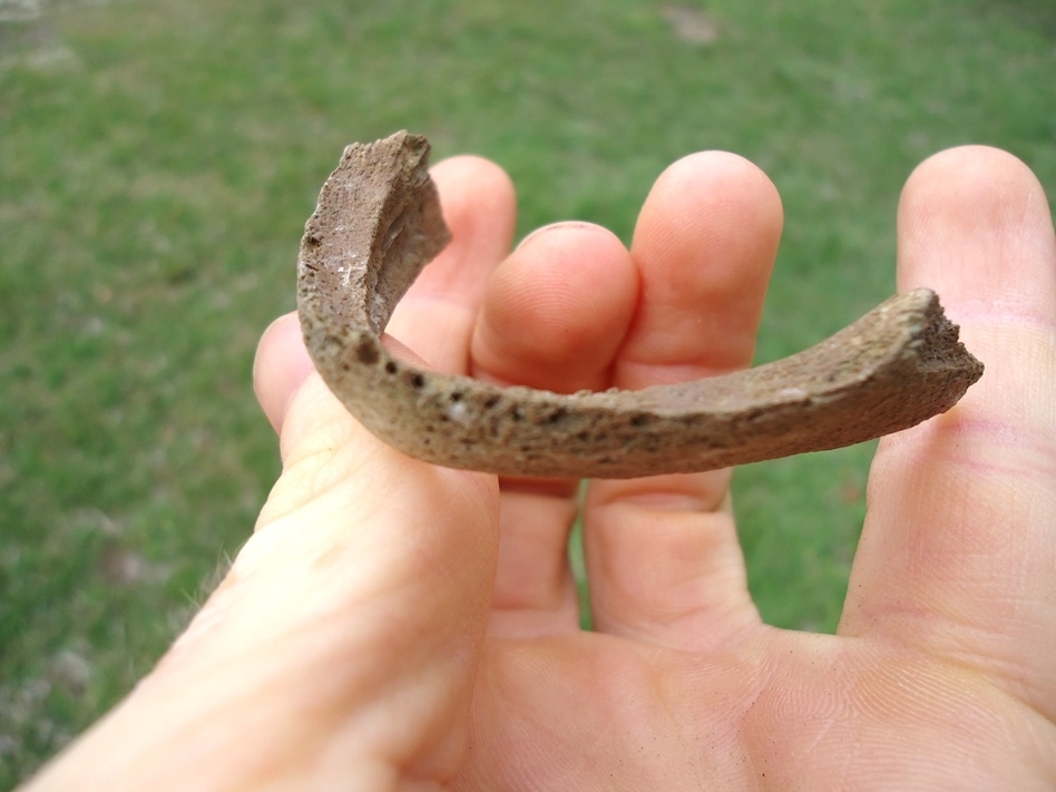 Large image 3 Very Rare Common Snapping Turtle Mandible