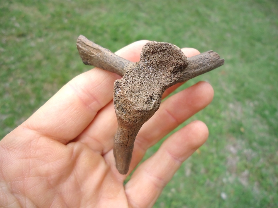 Large image 1 Uncommon Soft Shelled Turtle Scapula