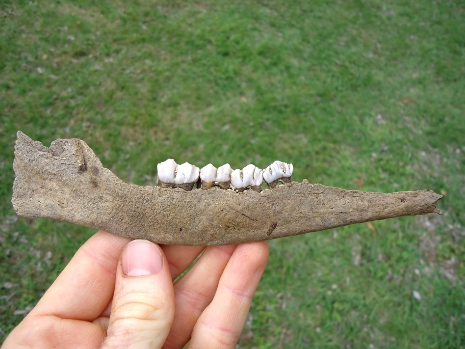 Large image 1 Deer Mandible with Four Teeth and Alligator Bite Holes