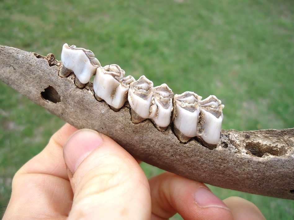Large image 2 Deer Mandible with Four Teeth and Alligator Bite Holes