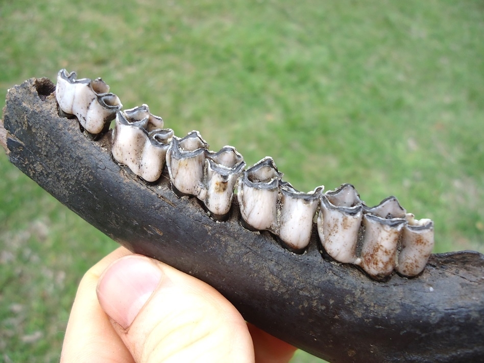 Large image 2 Awesome Deer Mandible with Five Teeth