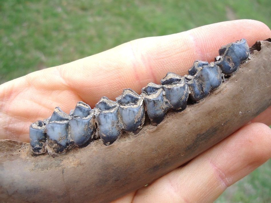 Large image 2 The Finest Deer Mandible with Blue Teeth