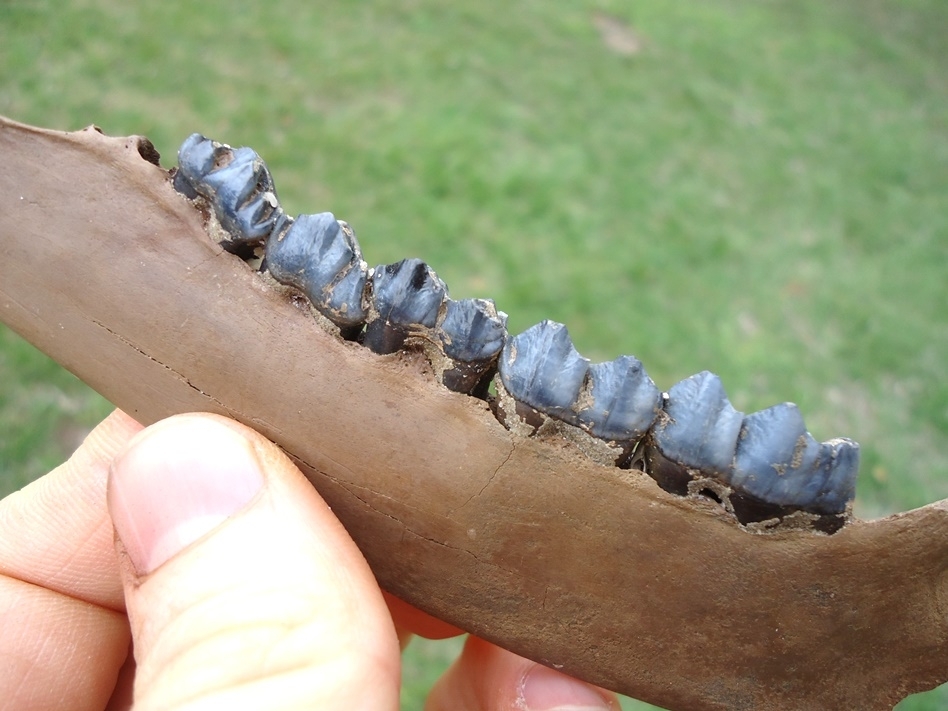 Large image 3 The Finest Deer Mandible with Blue Teeth