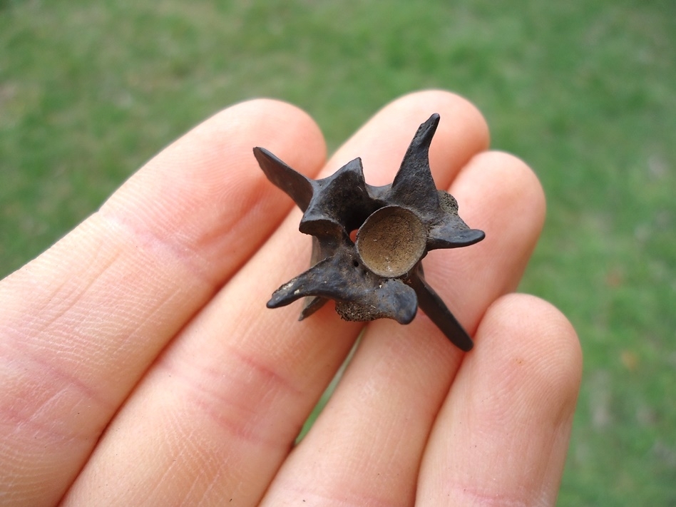 Large image 1 Quality Diamondback Rattlesnake Vertebra