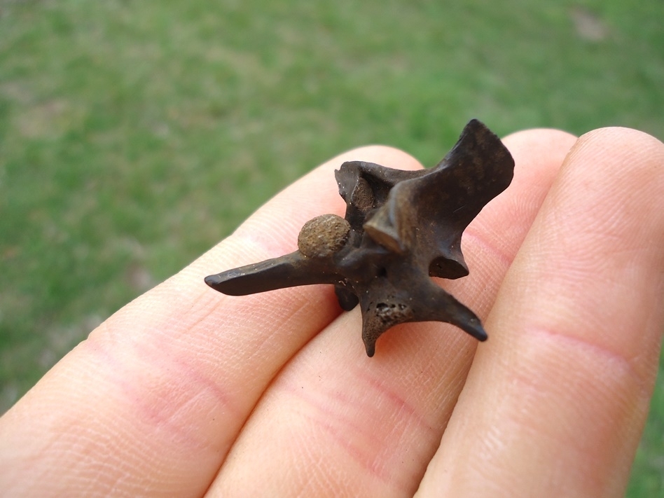 Large image 2 Quality Diamondback Rattlesnake Vertebra