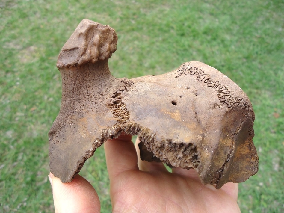 Large image 2 Fascinating White-Tailed Deer Buck Skull with Antler